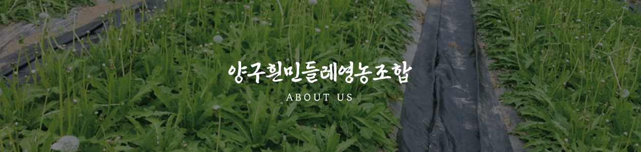 양구흰민들레영농조합